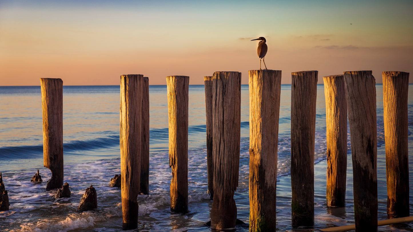 A small bird sits atop one of several wooden pilings in the calm ocean water during a soft, golden sunset.