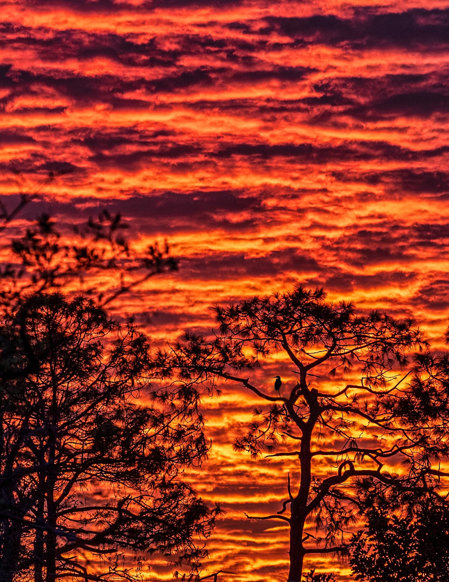 A silhouette of a bird perched in the branches of a pine tree against a textured, vibrant orange and red sunrise sky.