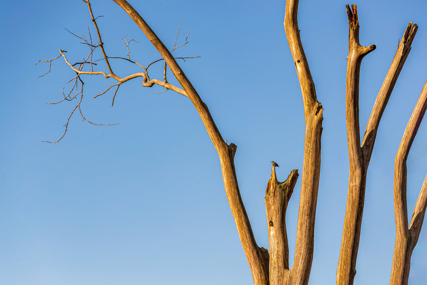 The skeletal, sunlit branches of a dead elm tree reaching into a clear blue sky, with a single small bird perched on a broken branch.