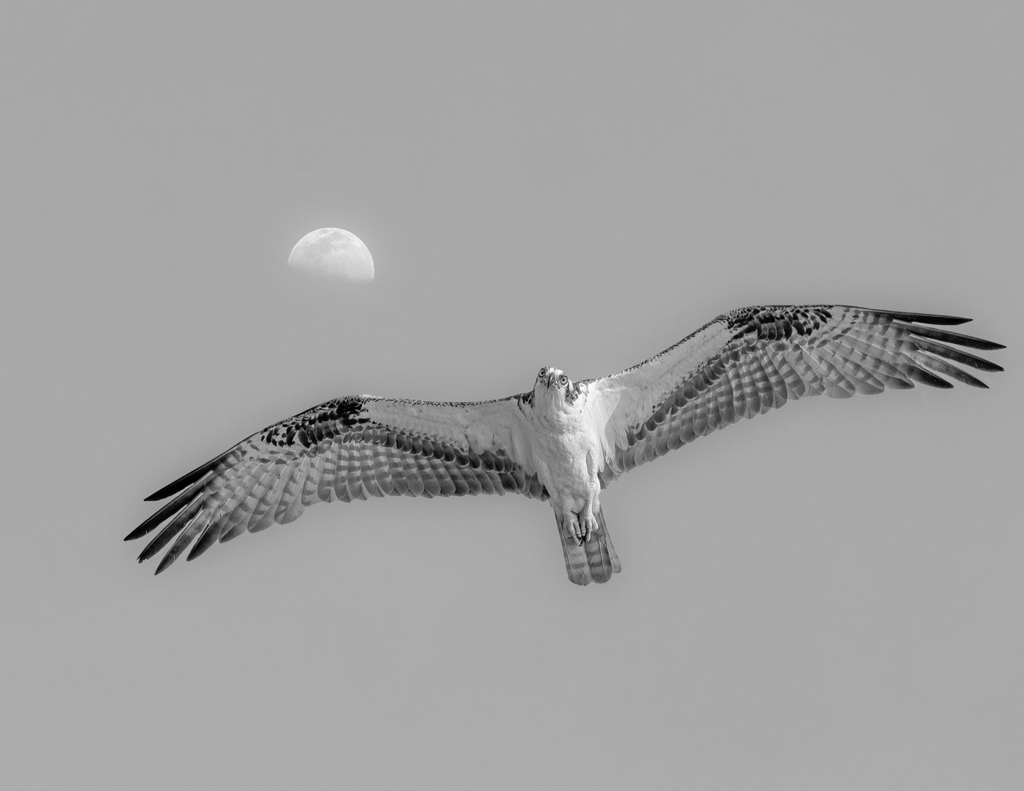 A sharp black and white photograph of an osprey with wings spread wide, soaring through a clear sky with a large, detailed gibbous moon in the background.