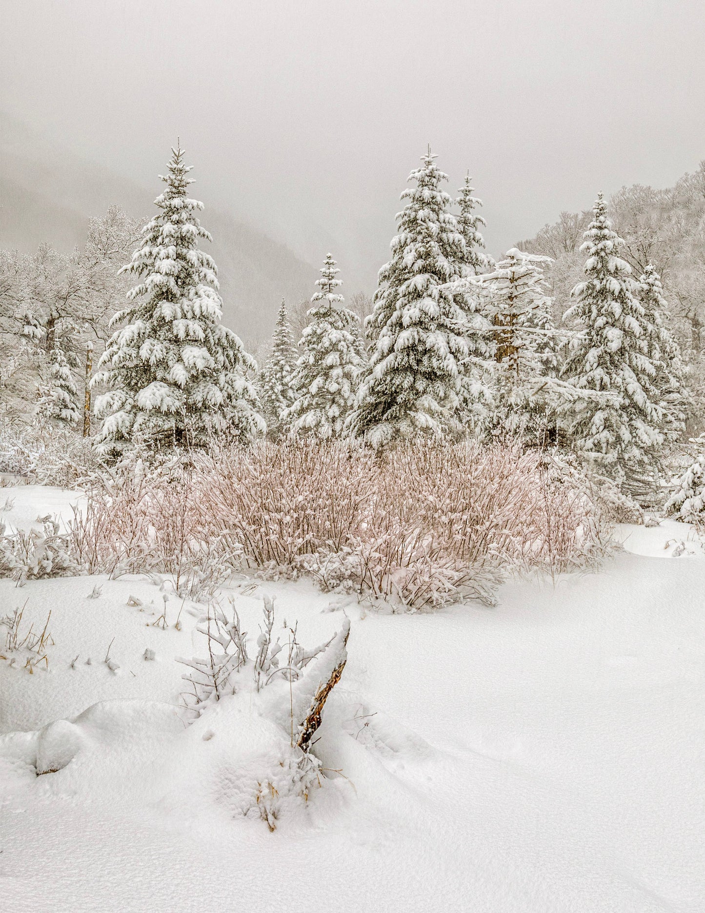 Barnes Marsh After Snow