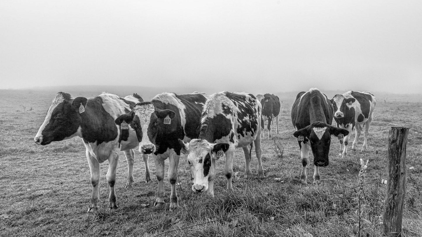Curious Cows