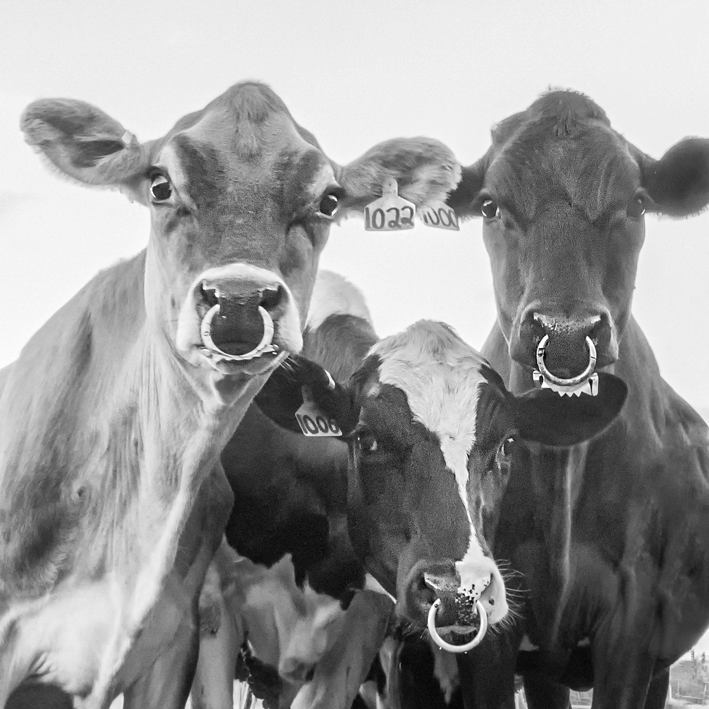 Cambridge Curious Cows