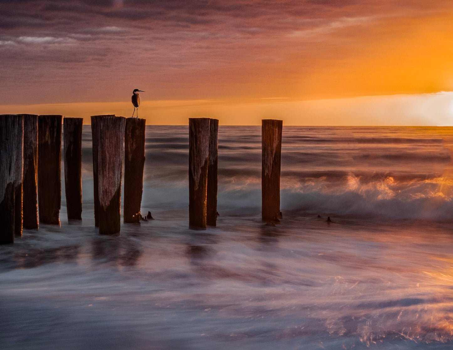 Heron Watching Sunset