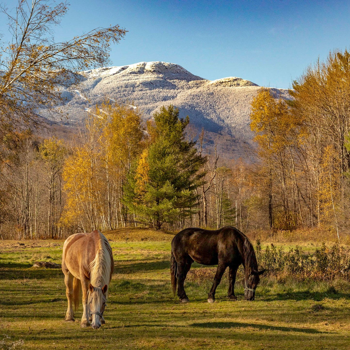 Mt Mansfield In Autumn