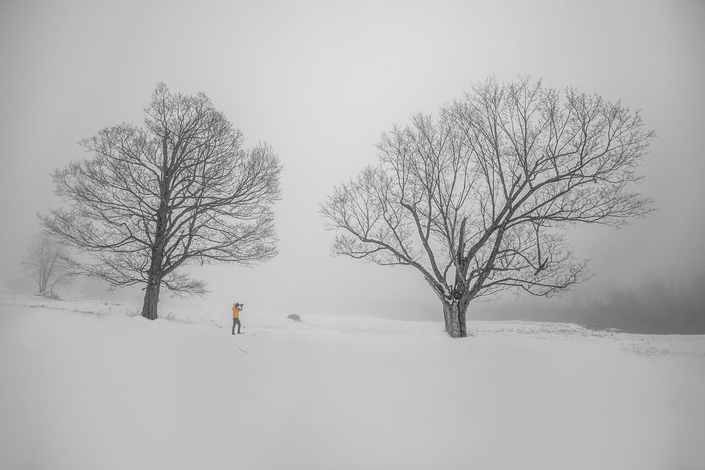 Photographing Trees In Fog