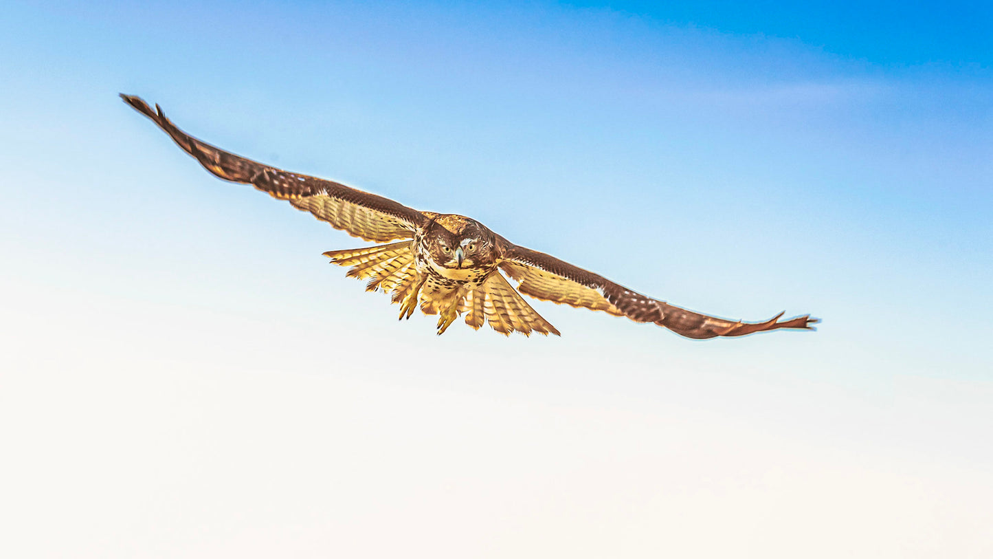 Red Tailed Hawk