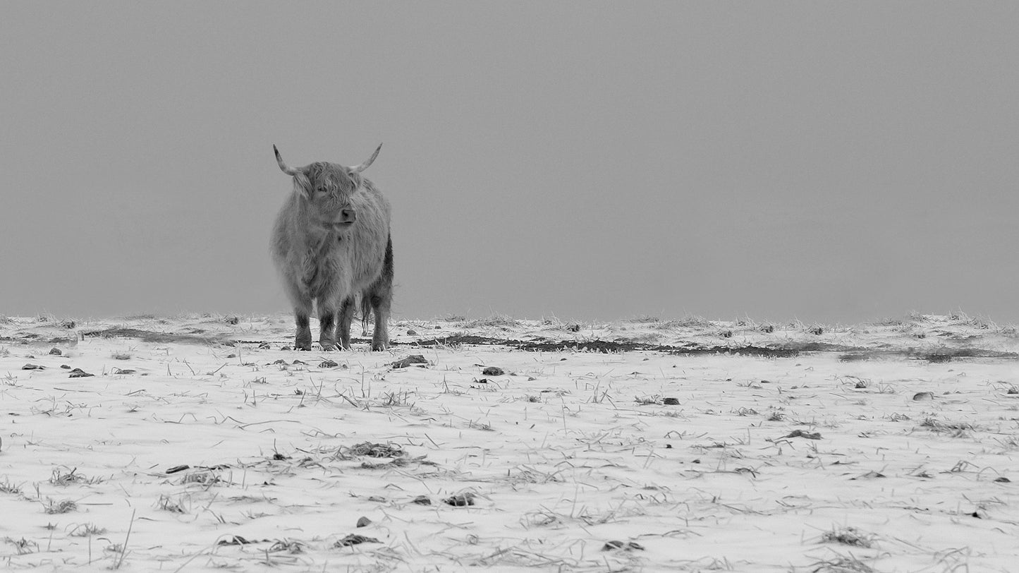Scottish Highland Cattle