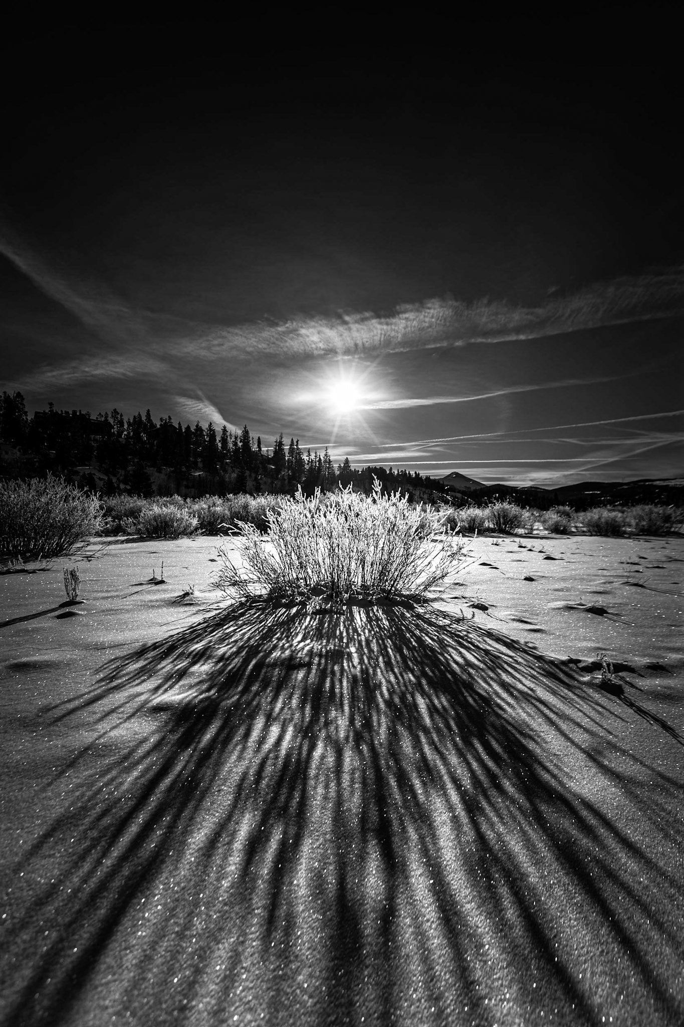 Snowy Field Silhouette