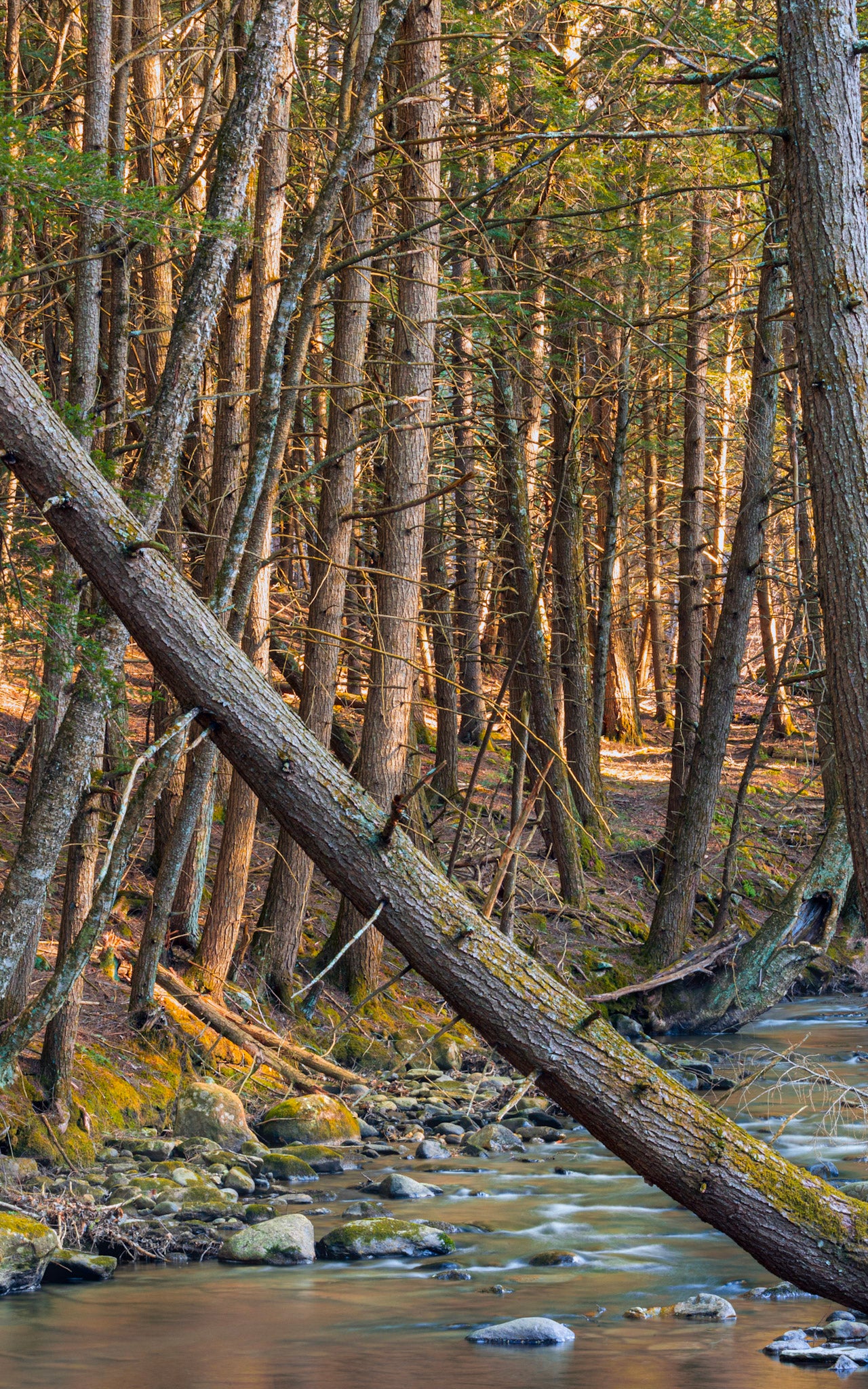 Spring Brook Reflection