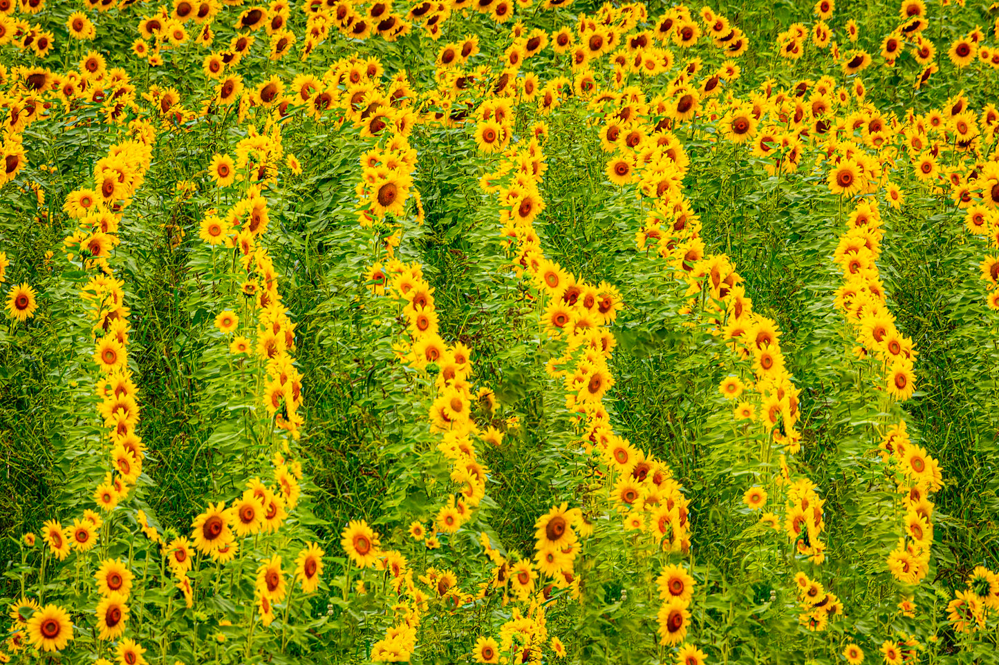 Sunflowers