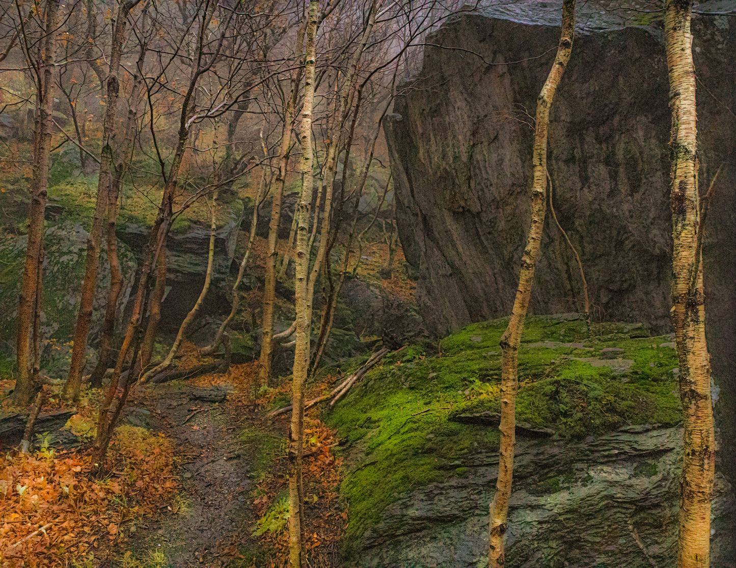 Smuggler's Notch Birches