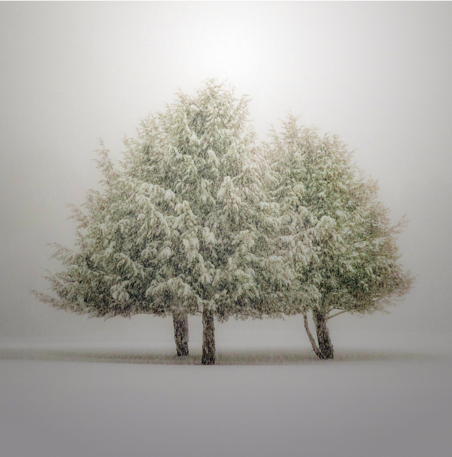 Trees In Heavy Snow