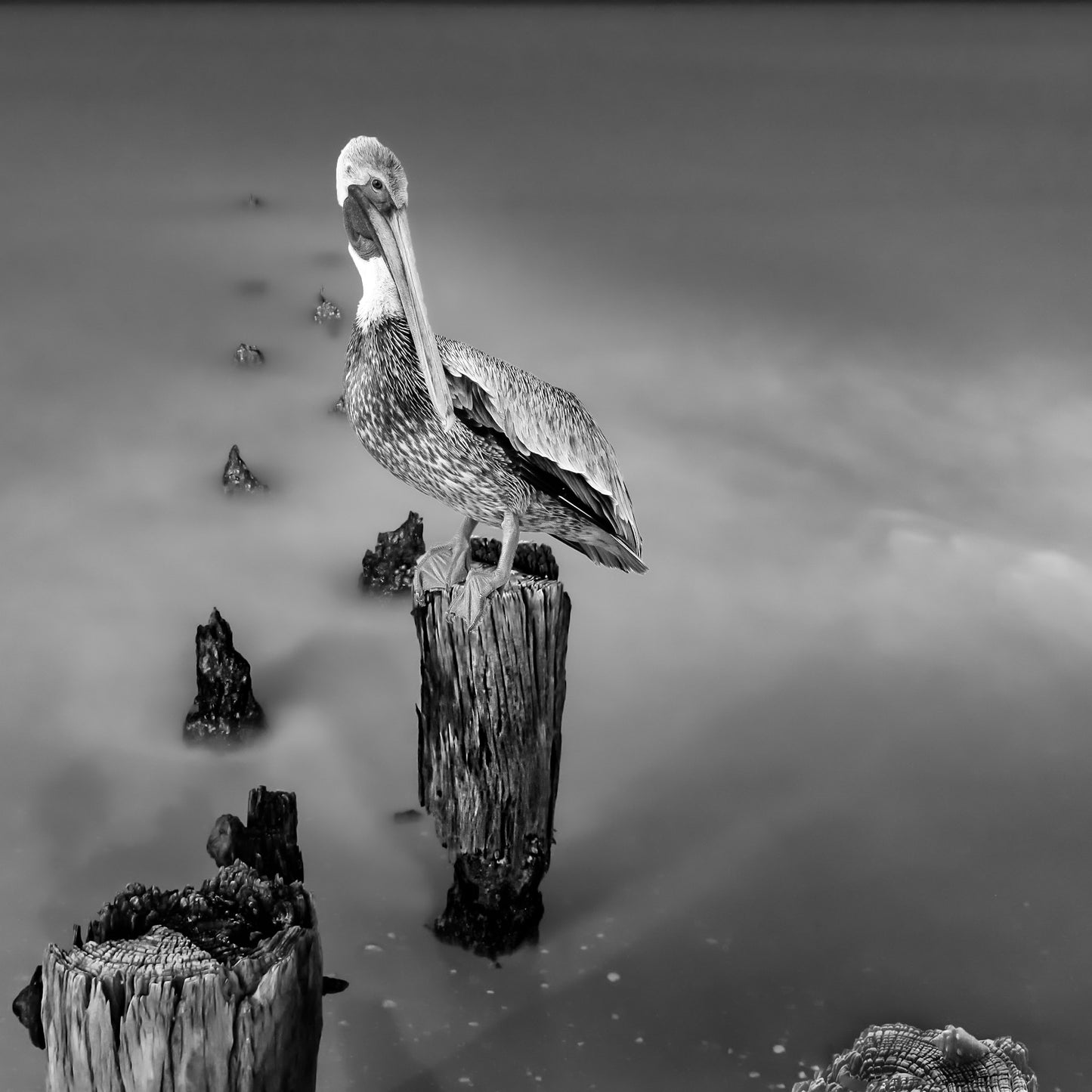 Pelican B&W