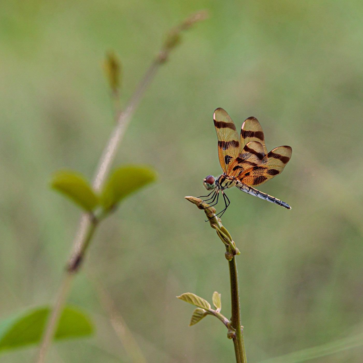 Wildlife