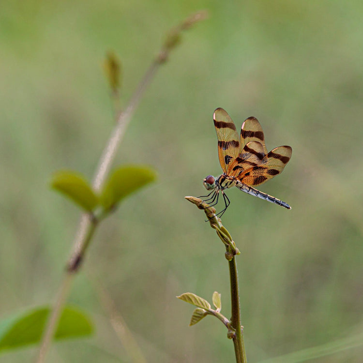 Wildlife