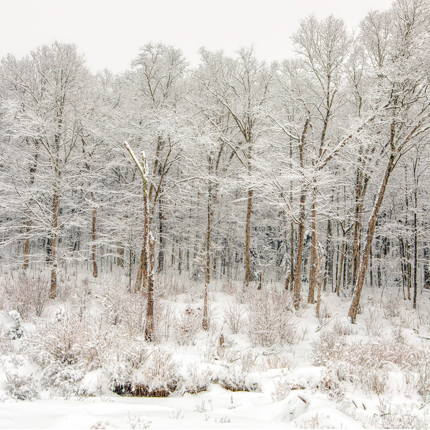 Forest after Snow (Framed)