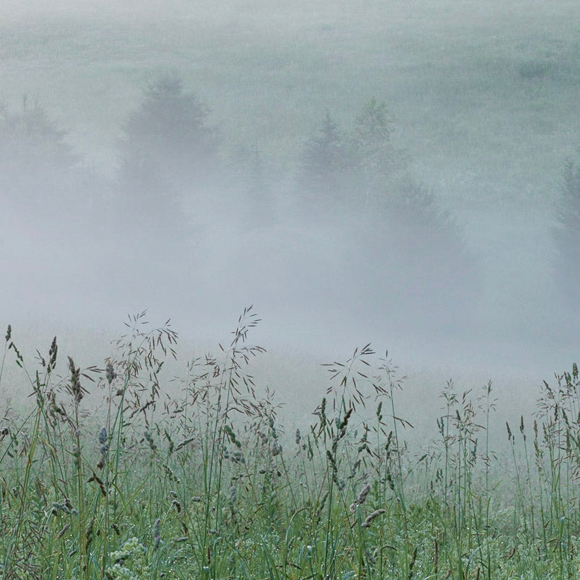 Pastel Field in Fog (Framed)