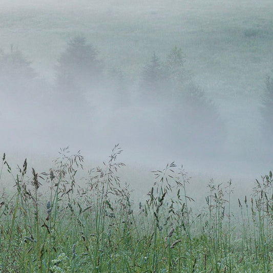 Pastel Field in Fog