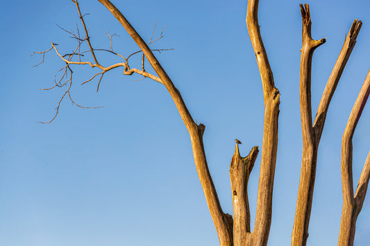 The skeletal, sunlit branches of a dead elm tree reaching into a clear blue sky, with a single small bird perched on a broken branch.