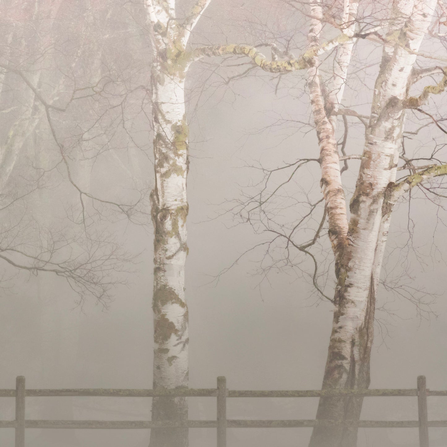 Birches In Fog