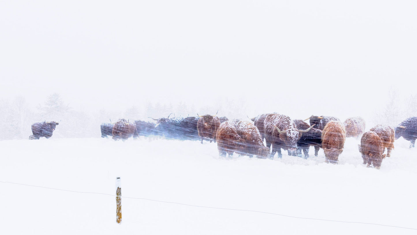 Cattle In A Blizzard