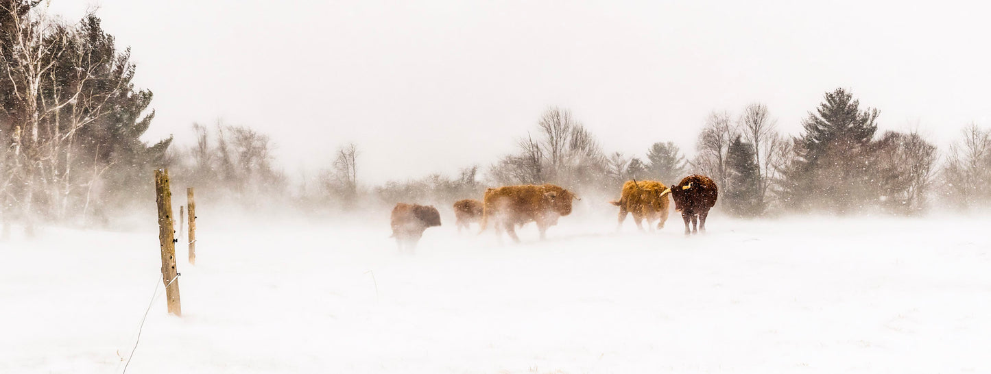 Cattle In Snow Squall