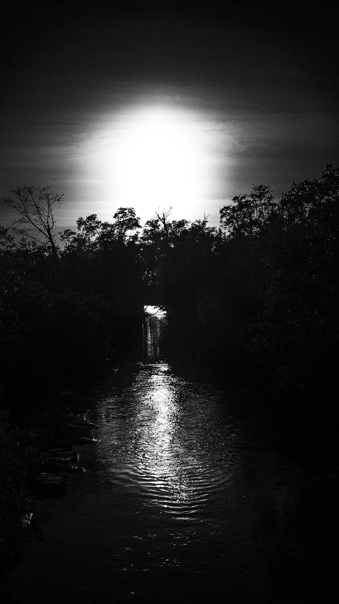 Moonlight In The Mangroves