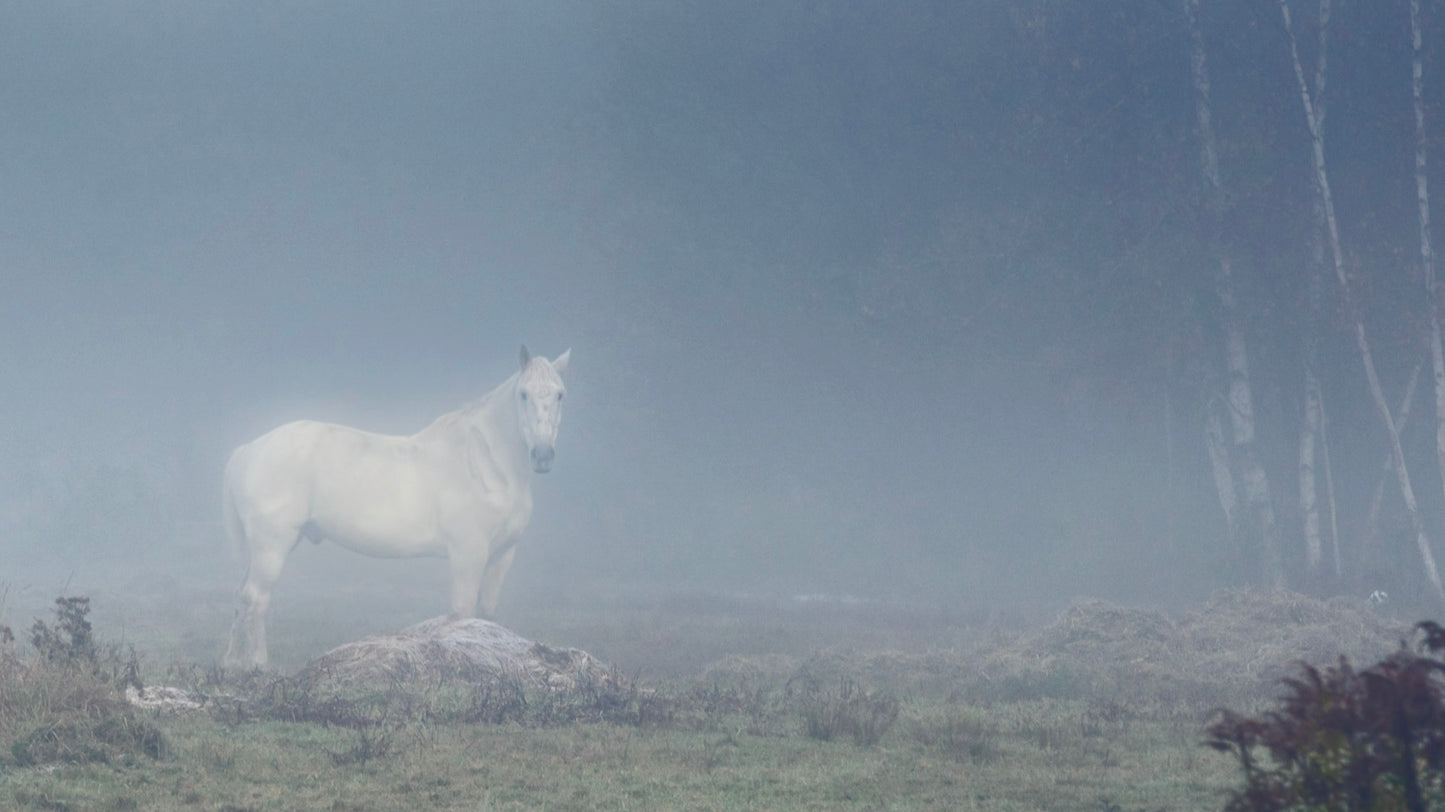 Mystical Horse