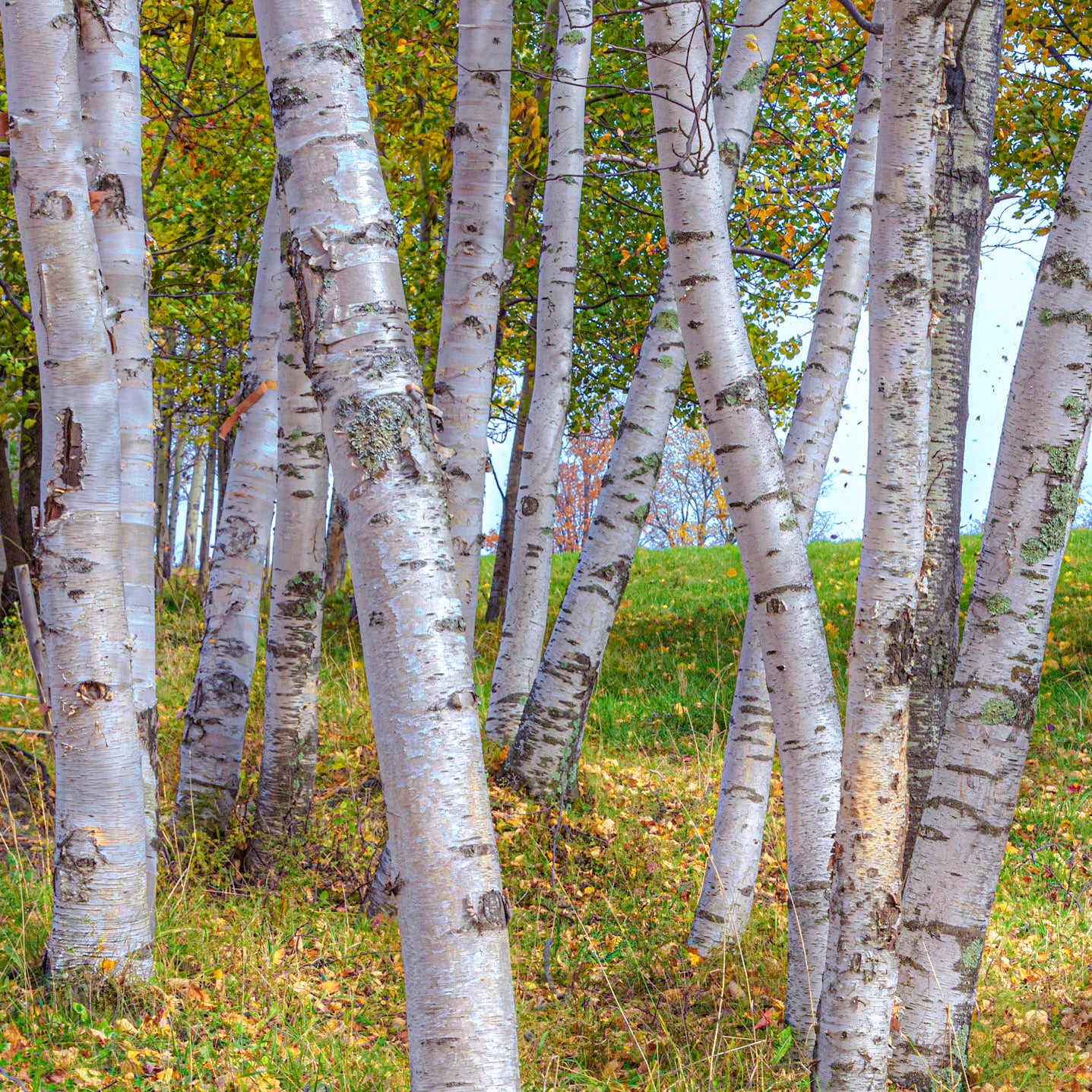 Painted Birches
