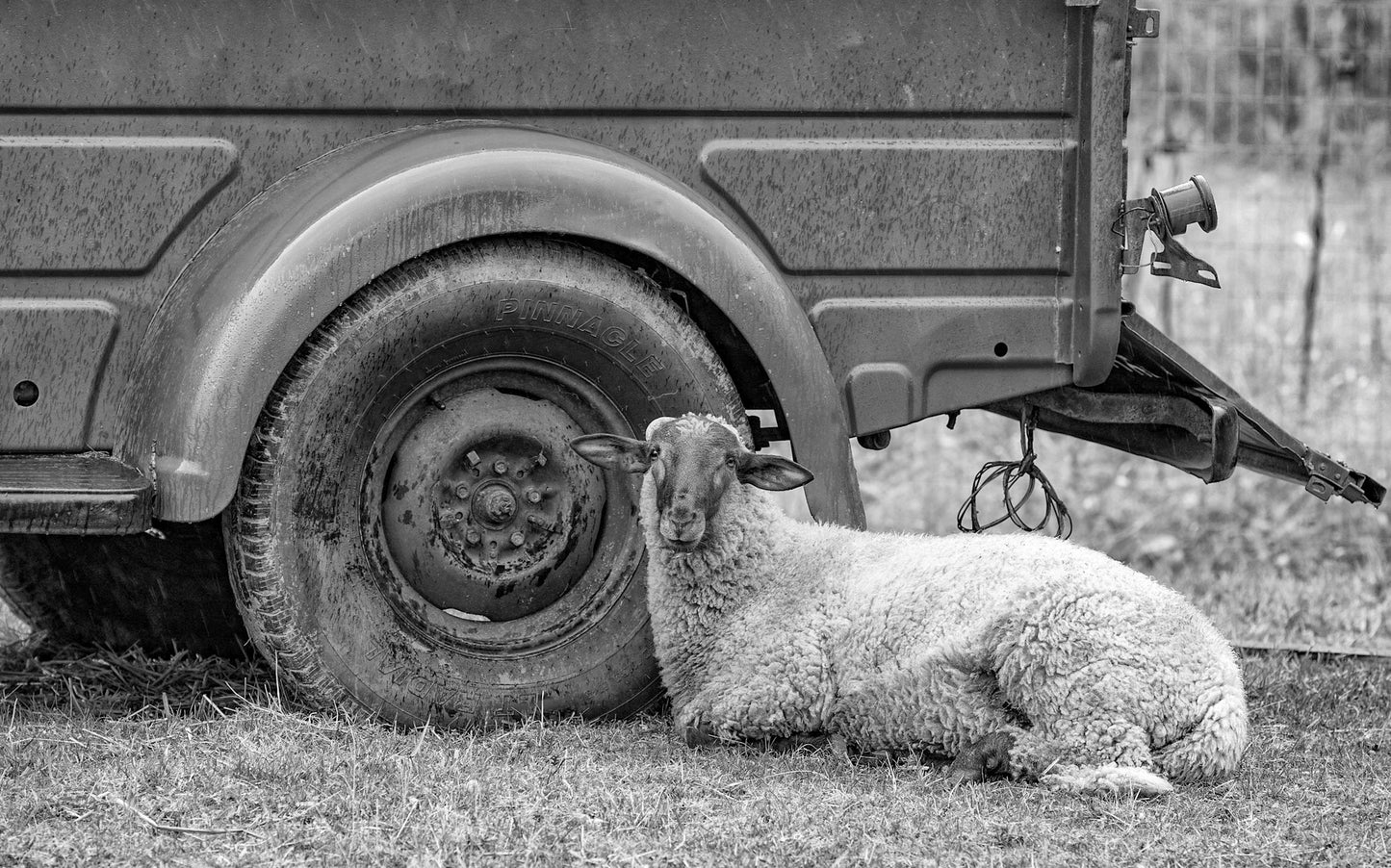 Sheep Next To Old Truck