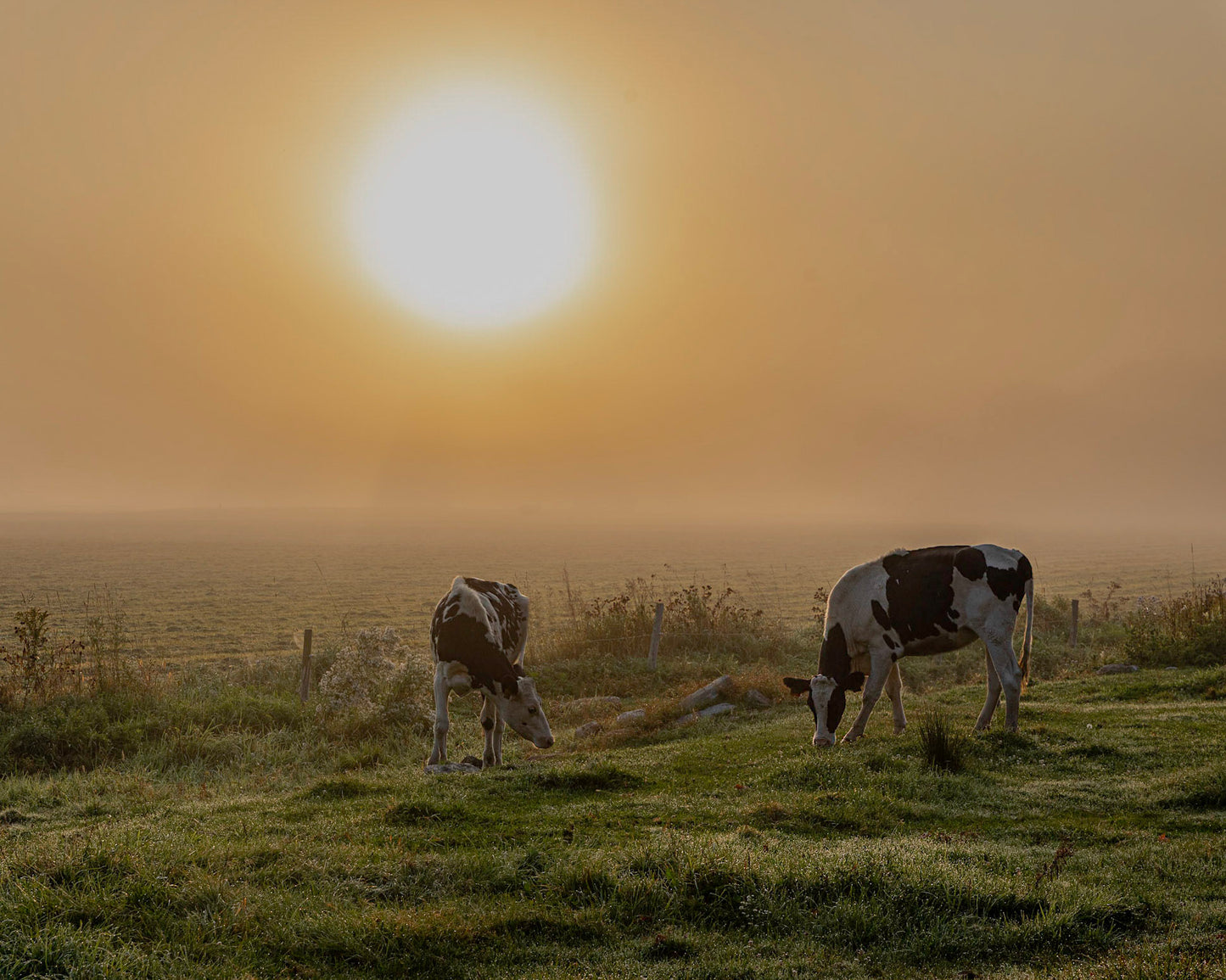 Cows In Foggy Sunrise