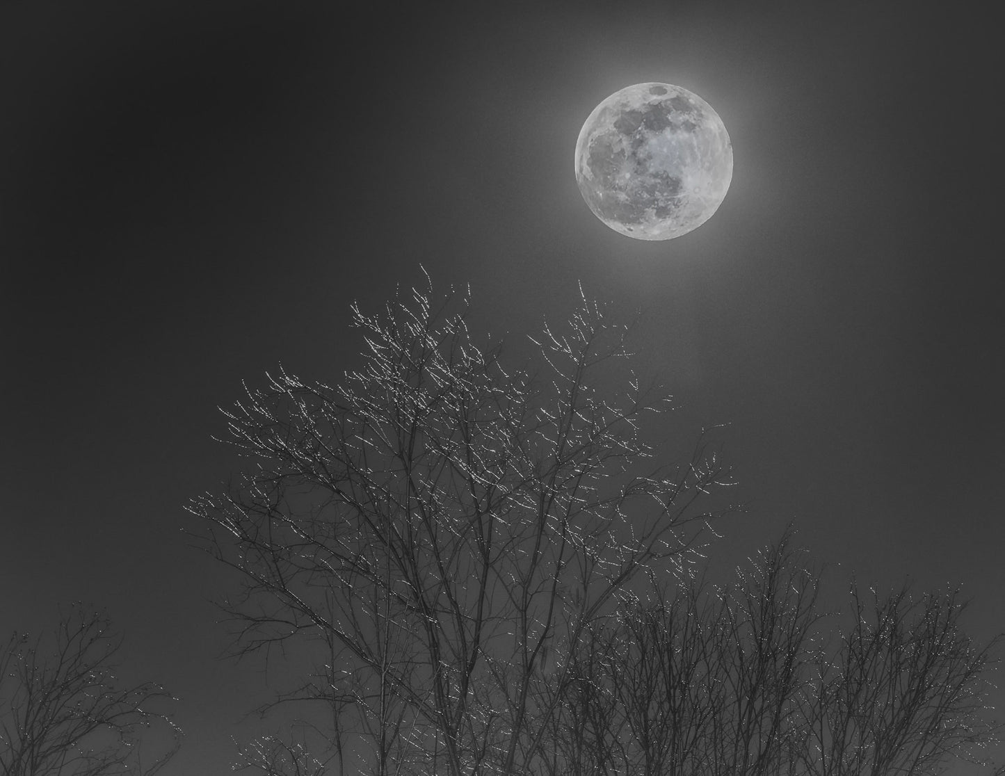 Moonlight On Branches