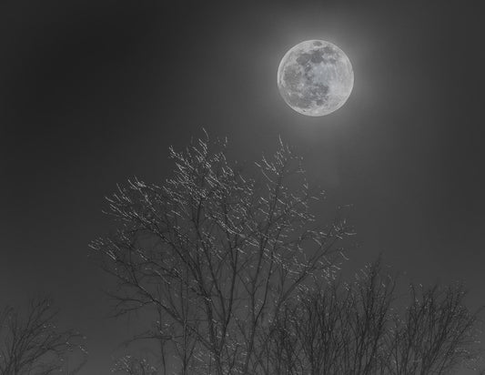 Moonlight On Branches